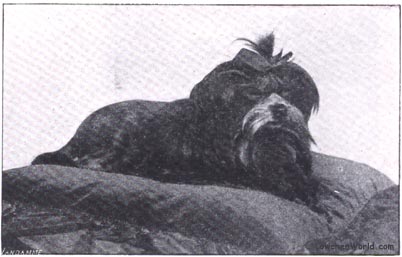 Zouzou de Quareux
